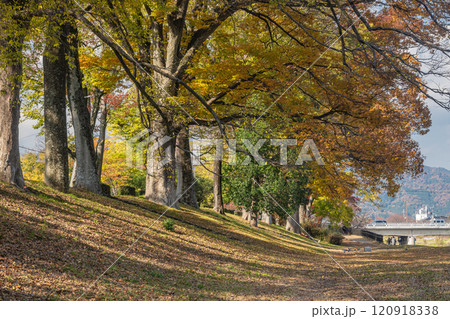 賀茂川のケヤキ並木 京都市 賀茂川のケヤキ並木 京都市 120918338