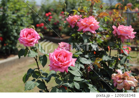 荒尾市　おもやい市民花壇　バラの花、 120918348