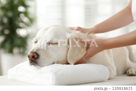 A caring hand massages a relaxed dog, showcasing the bond between pets and their owners in a calm environment, emphasizing wellness and love. A caring hand massages a relaxed dog, showcasing the bond between pets and their owners in a calm environment, emphasizing wellness and love. 120918615