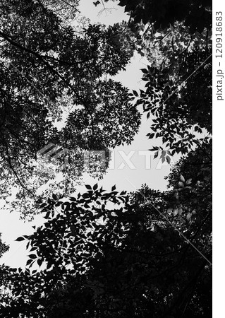 影絵のような樹木のモノクロ写真 120918683