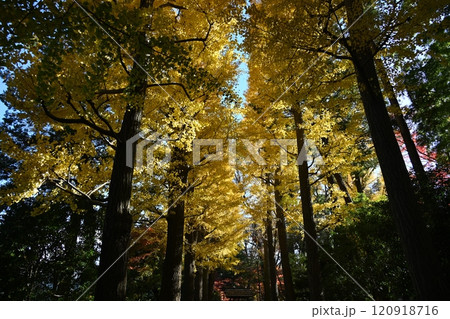杉並区荻窪にある太田黒公園の門を入ったところの黄色の並木道と青空 杉並区荻窪にある太田黒公園の門を入ったところの黄色の並木道と青空 120918716