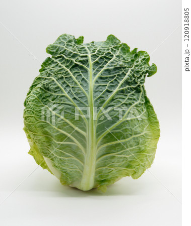 ちじれきゃべつ1 120918805