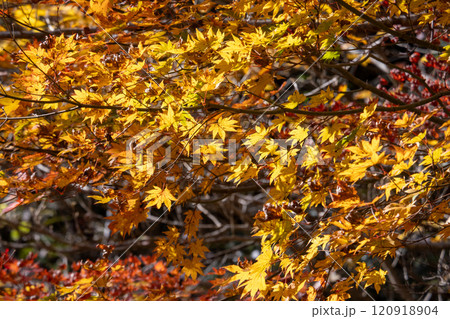 木谷峡の紅葉 木谷峡の紅葉 120918904