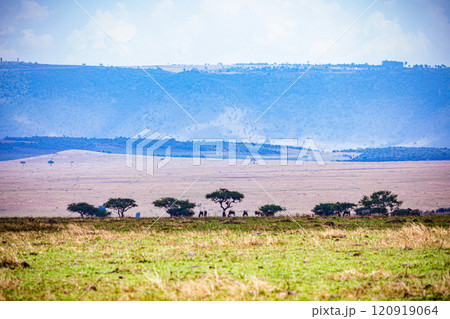 Maasai Mara National Game Reserve Park Savannah Grassland Great rift valley wilderness nature fauna wild wildlife Narok County Kenya East Africa landscapes safaris travels discover trees road sky epic 120919064