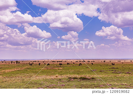 Maasai Mara National Game Reserve Park Savannah Grassland Great rift valley wilderness nature fauna wild wildlife Narok County Kenya East Africa landscapes safaris travels discover trees road sky epic 120919082
