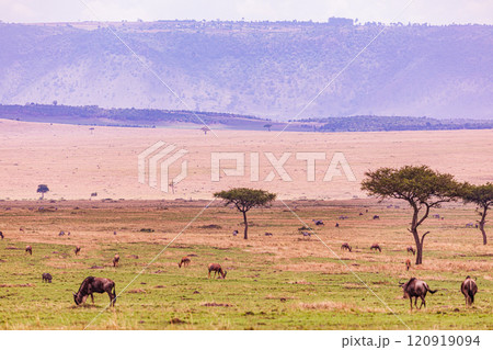 Maasai Mara National Game Reserve Park Savannah Grassland Great rift valley wilderness nature fauna wild wildlife Narok County Kenya East Africa landscapes safaris travels discover trees road sky epic 120919094