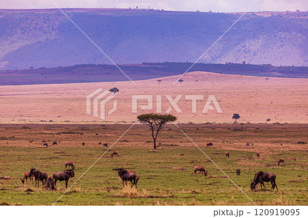 Maasai Mara National Game Reserve Park Savannah Grassland Great rift valley wilderness nature fauna wild wildlife Narok County Kenya East Africa landscapes safaris travels discover trees road sky epic 120919095