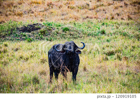 Maasai Mara National Game Reserve Park Savannah Grassland Great rift valley wilderness nature fauna wild wildlife Narok County Kenya East Africa landscapes safaris travels discover trees road sky epic 120919105