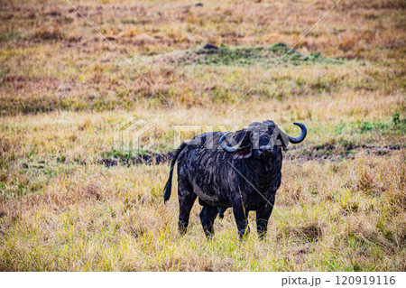 Maasai Mara National Game Reserve Park Savannah Grassland Great rift valley wilderness nature fauna wild wildlife Narok County Kenya East Africa landscapes safaris travels discover trees road sky epic 120919116