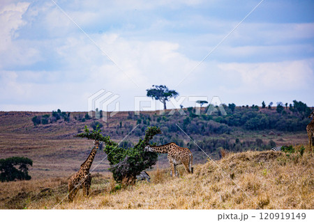 Maasai Mara National Game Reserve Park Savannah Grassland Great rift valley wilderness nature fauna wild wildlife Narok County Kenya East Africa landscapes safaris travels discover trees road sky epic 120919149