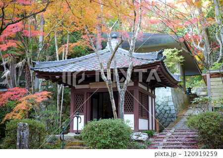 三滝寺の紅葉 120919259