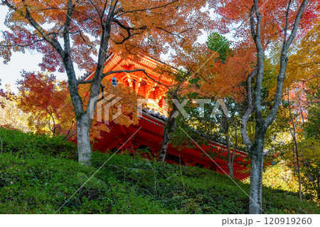 三滝寺の紅葉 120919260
