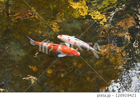紅白の鯉と秋の池 紅白の鯉と秋の池 120919421