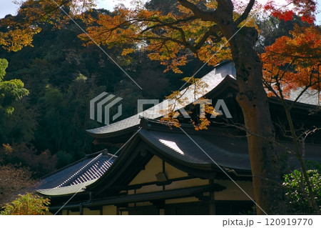 鎌倉瑞泉寺の紅葉 鎌倉瑞泉寺の紅葉 120919770