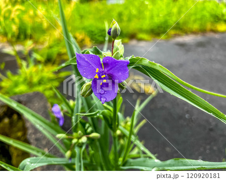 雨の日の紫露草の花 雨の日の紫露草の花 120920181