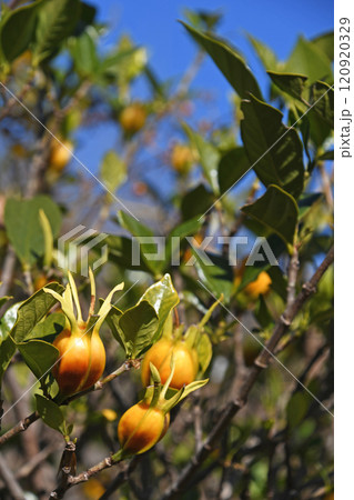 クチナシの実(12月) クチナシの実(12月) 120920329