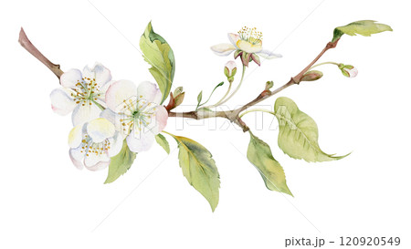 Cherry sakura white flower with green leaves on branch, hand drawn in watercolor, wildflower botanical illustration. Isolated garland composition. Scrapbooking, florist shop, decoupage, wedding cards 120920549