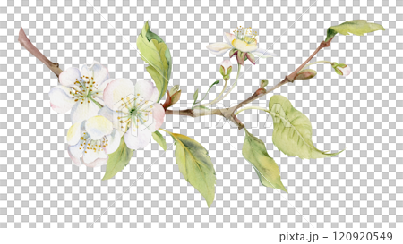 Cherry sakura white flower with green leaves on branch, hand drawn in watercolor, wildflower botanical illustration. Isolated garland composition. Scrapbooking, florist shop, decoupage, wedding cards 120920549