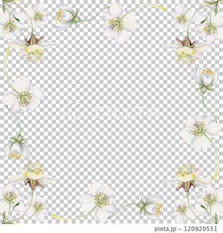 Cherry sakura white flower and bud on stems, hand drawn in watercolor, apple blossom early spring wildflower botanical illustration. Isolated border frame, for wedding, florist shop, scrapbooking 120920551