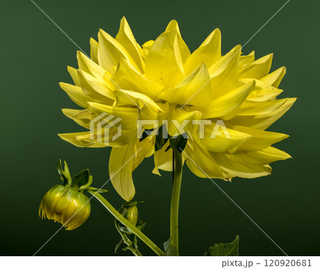 Sunny Dahlia on a green background 120920681