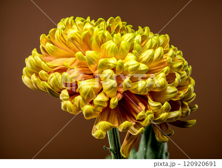Yellow golden autumn Chrysanthemum brown background 120920691