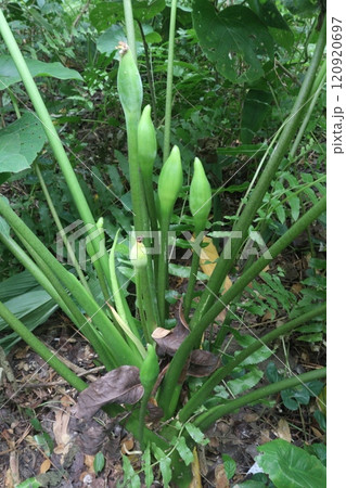 Alocasia brisbanensis plant on farm Alocasia brisbanensis plant on farm 120920697