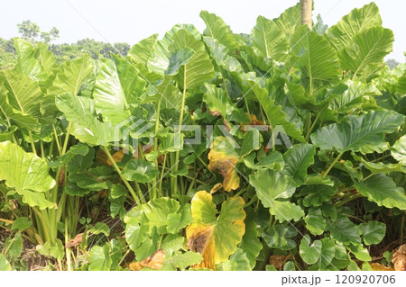 Alocasia brisbanensis plant on farm Alocasia brisbanensis plant on farm 120920706