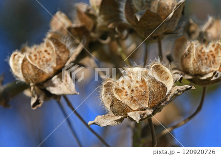 枯れ芙蓉 120920726