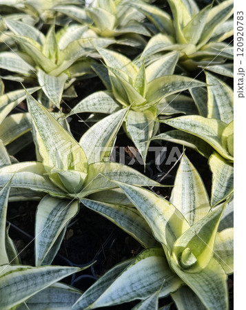 Sansevieria variegated or Snake plant in the garden Air purifying plants Sansevieria variegated or Snake plant in the garden Air purifying plants 120920783