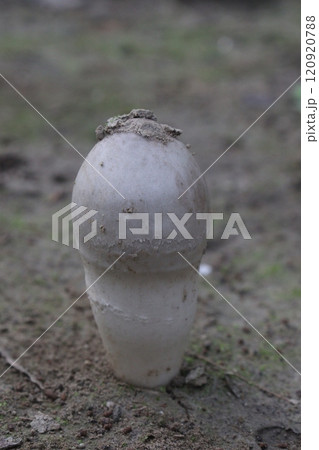 Calvatia cyathiformis plant on field Calvatia cyathiformis plant on field 120920788