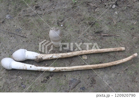 Calvatia cyathiformis plant on field 120920790