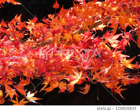 秋の風景：紅葉：モミジ：イロハモミジ：紅葉谷 120920835