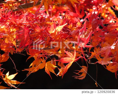 秋の風景：紅葉：モミジ：イロハモミジ：紅葉谷  120920836