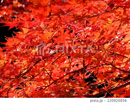 秋の風景：紅葉：モミジ：イロハモミジ：紅葉谷 120920856