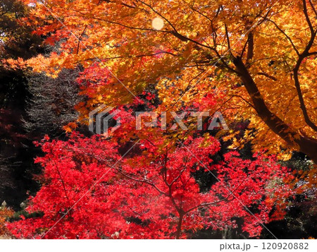 秋の風景：紅葉：モミジ：イロハモミジ：紅葉谷  120920882