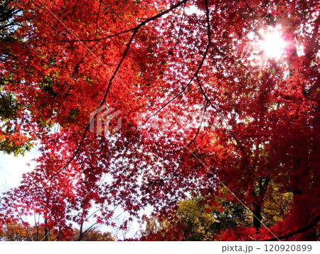 秋の風景:紅葉:モミジ:イロハモミジ:紅葉谷 秋の風景:紅葉:モミジ:イロハモミジ:紅葉谷 120920899
