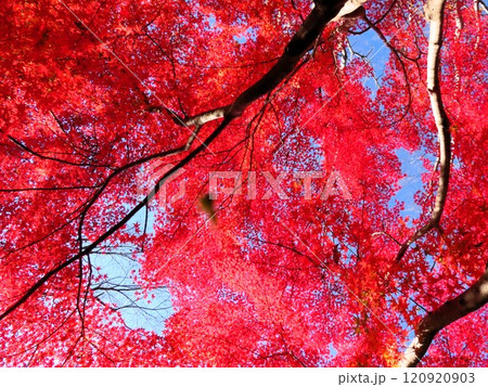 秋の風景:紅葉:モミジ:イロハモミジ:紅葉谷 秋の風景:紅葉:モミジ:イロハモミジ:紅葉谷 120920903