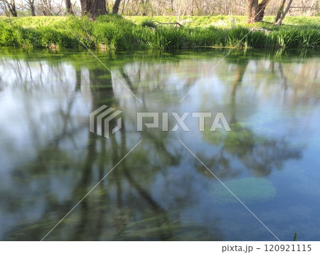 新緑あふれる大王わさび農場の万水川辺に立つ樹 120921115
