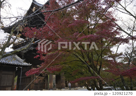 南禅寺　境内の紅葉したモミジと三門1 120921270