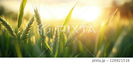A close-up view of golden wheat swaying in the gentle breeze, illuminated by the warm glow of the setting sun. This serene landscape captures the essence of nature and agriculture. A close-up view of golden wheat swaying in the gentle breeze, illuminated by the warm glow of the setting sun. This serene landscape captures the essence of nature and agriculture. 120921516