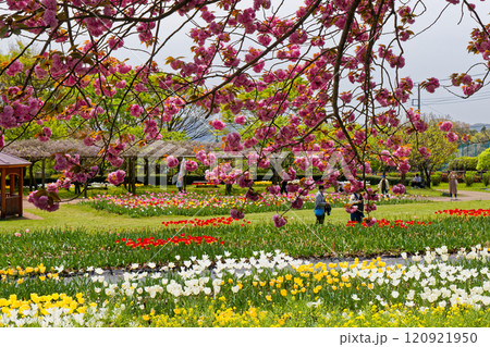丹沢・秦野戸川公園のチューリップ畑とサクラ 120921950
