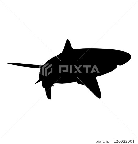 Shark isolated black silhouette. Side view. Marine animal. White background. Vector illustration clipart. Tiger or blue shark. Shark isolated black silhouette. Side view. Marine animal. White background. Vector illustration clipart. Tiger or blue shark. 120922001