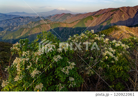 丹沢表尾根・三ノ塔のアセビの花と富士山の眺め 120922061