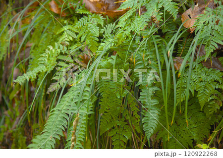 大噴湯の風景241207_003 120922268