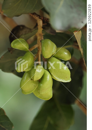 自然　植物　サキシマスオウノキ、若い果実です。数ミリほどの花が五センチほどの大きさの果実になります 120922839