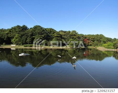稲毛海浜公園に来た冬の渡り鳥ユリカモメ 120923157
