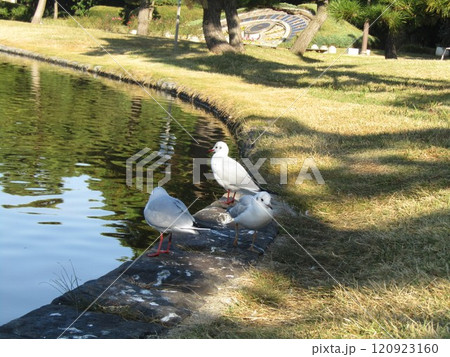 稲毛海浜公園に来た冬の渡り鳥ユリカモメ 120923160