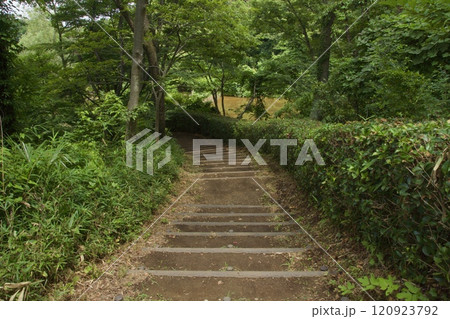 横浜市戸塚区 舞岡公園の夏の風景 横浜市戸塚区 舞岡公園の夏の風景 120923792