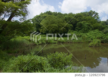 横浜市戸塚区　舞岡公園の夏の風景 120923796