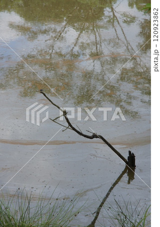 横浜市戸塚区 舞岡公園の夏の風景 横浜市戸塚区 舞岡公園の夏の風景 120923862
